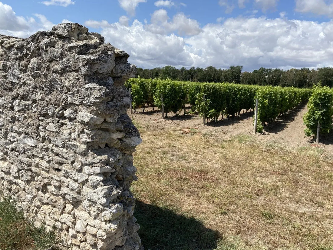 Riesling de Koningswijn voor IJswijn