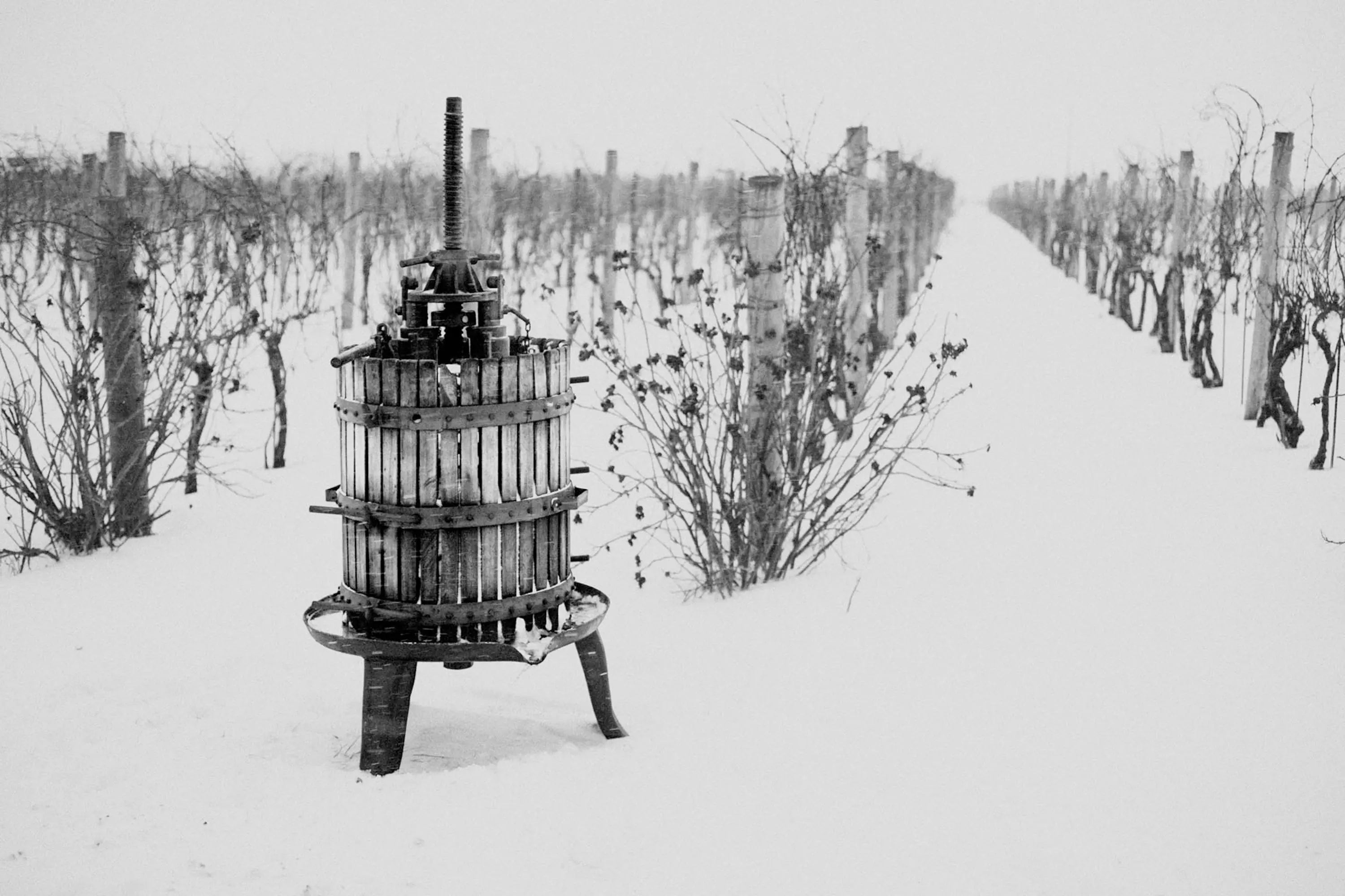 IJswijn - bevroren druiven in de wijngaard