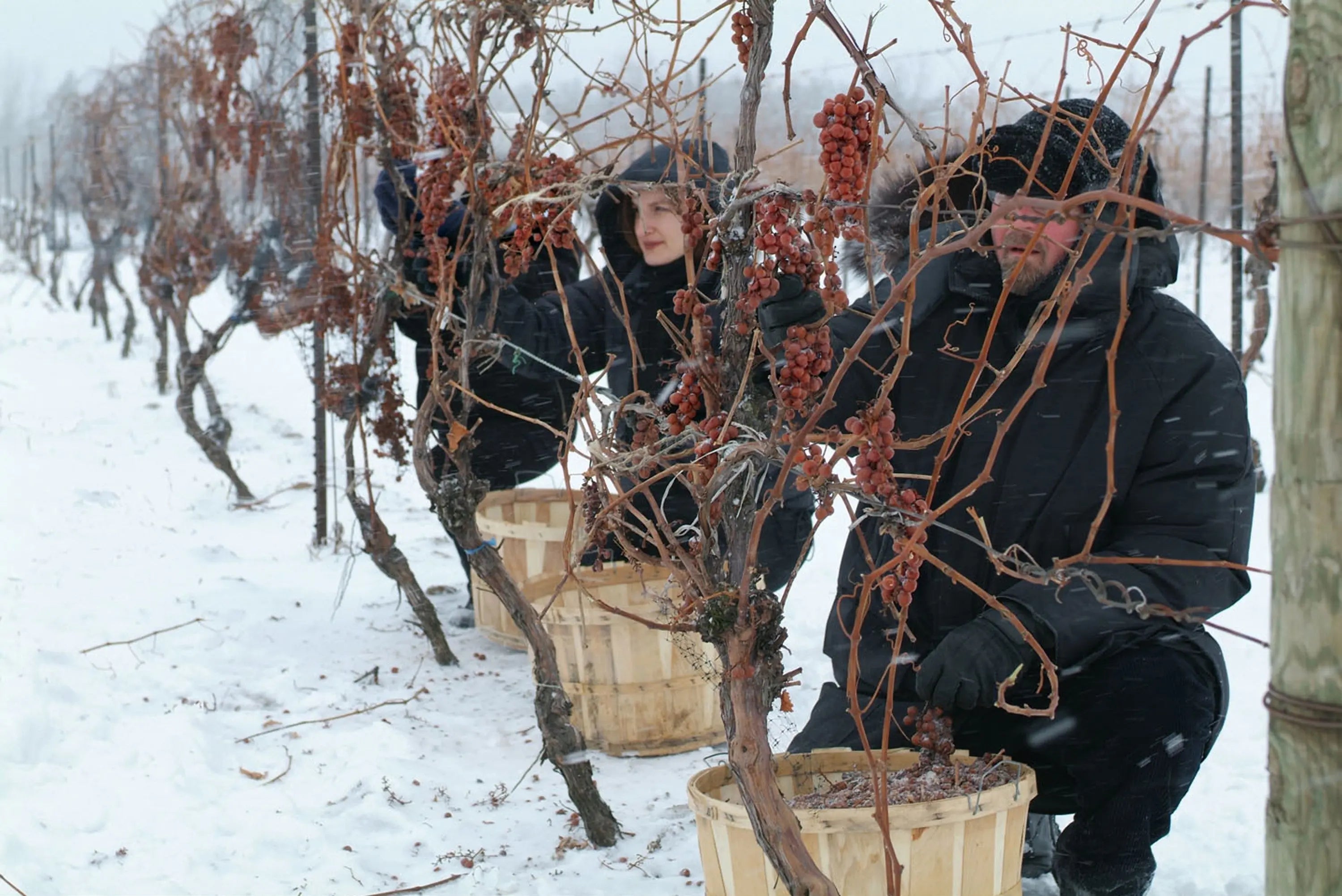 Dessertwijn combineren met fruit?