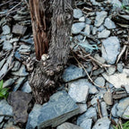 Dr Loosen Riesling Beerenauslese, 2017, 187ml IJswijnen