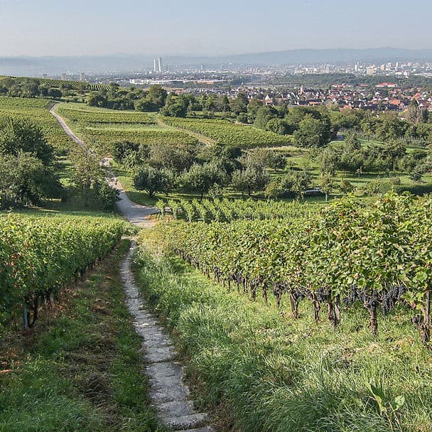 Haltinger Winzer EG Gutedel Trockenbeerenauslese IJswijnen