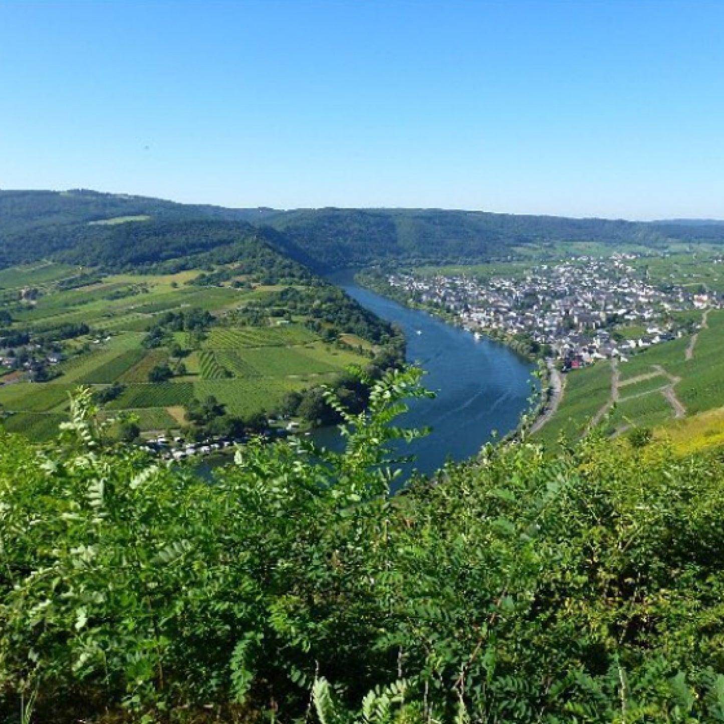 Langguth Erben Auslese 2019 