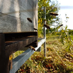 Domaine Kox Vin de Glace, 2009 IJswijnen