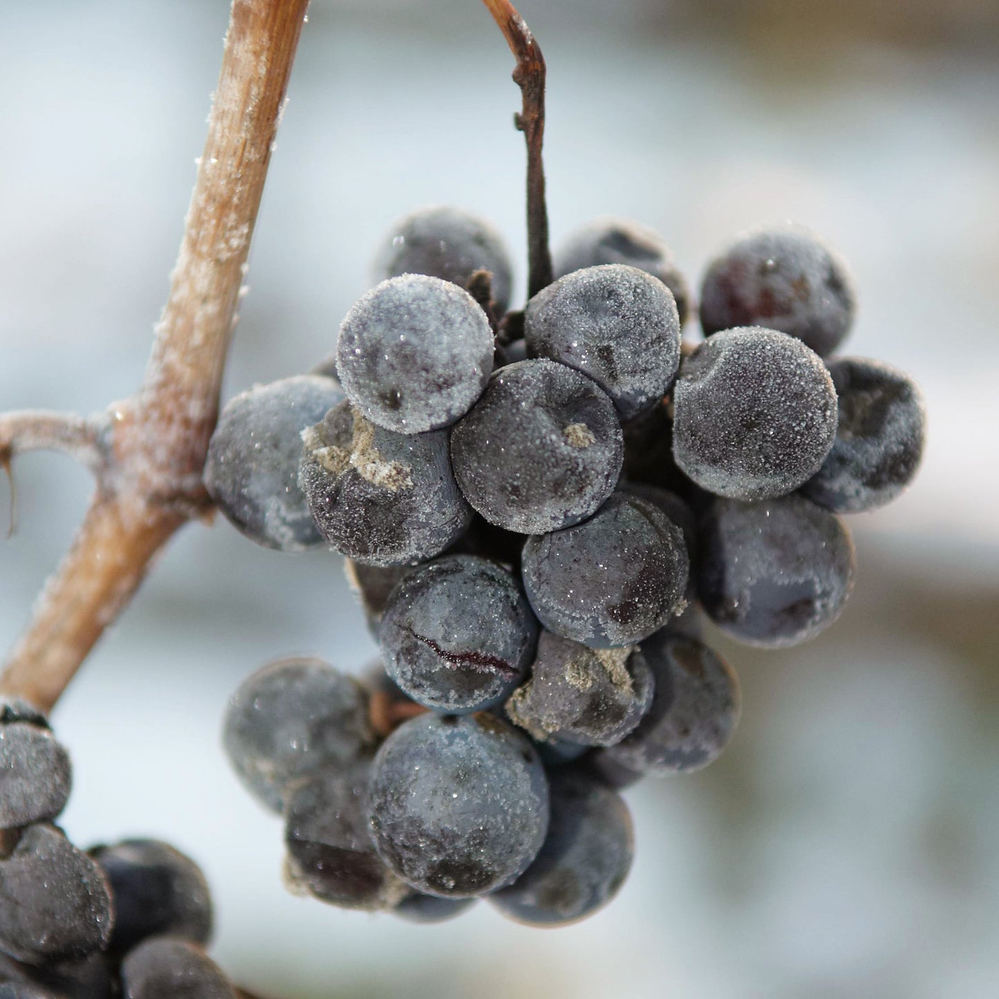 Verbrannte Schiffsbucht Vidal Icewine 2015