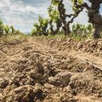 Nadal 1510 Botrytis Beerenauslese Noble Macabeu 2001 IJswijnen