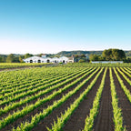 Nadal 1510 Botrytis Beerenauslese Noble Macabeu 2001 IJswijnen